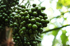 東山植物園１０