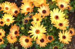 花フェスタ　２０１２−１６