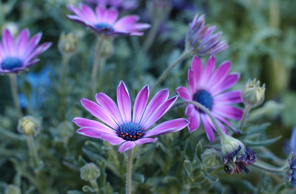 花フェスタ　２０１２−３２