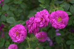 花フェスタ　４４