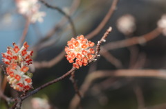 なばなの里　６