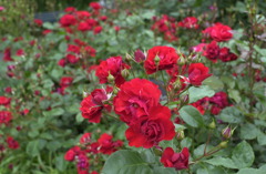 花フェスタ　１０