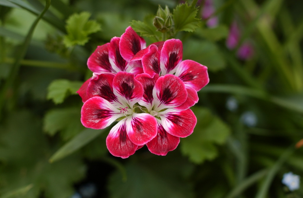 春花　８