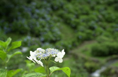 みのかもの森１０