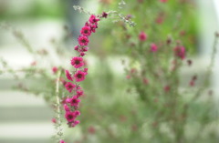 花フェスタ公園７