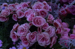 春の花’１３＾ー１０