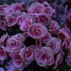 春の花’１３＾ー１０