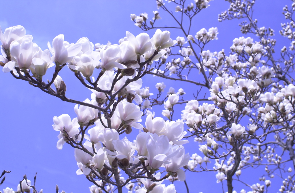 春の花’１３＾ー２