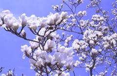 春の花’１３＾ー２