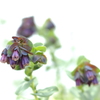 花フェスタ　２０１９−４−３