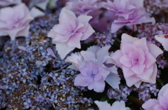 あじさい　２３