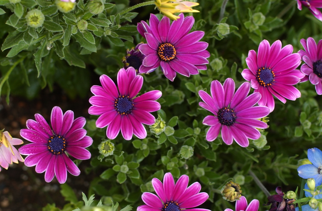 花フェスタ　２０１２−２６