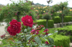 花フェスタ　３７