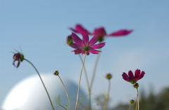 コスモス　１５