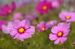 コスモス　８