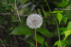 アクアトト　１