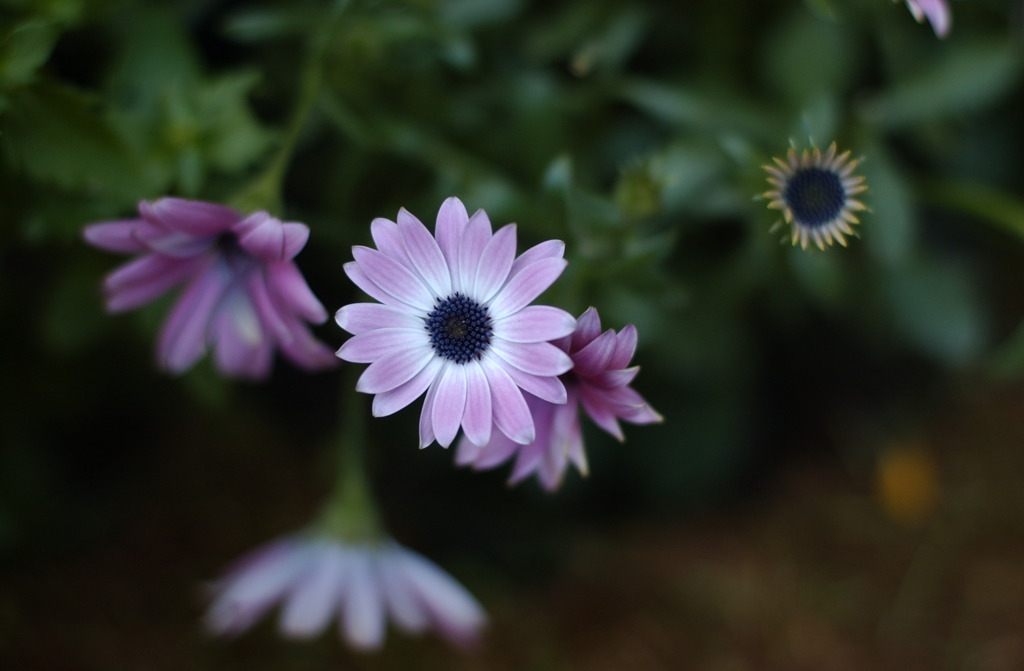 春花　１７