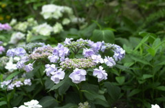 花フェスタ　２５