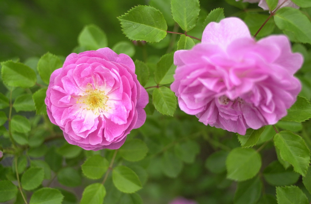 花フェスタ　１４