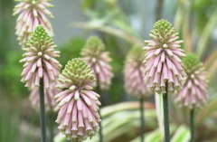 花フェスタ公園１４