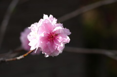 なばなの里　２