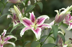 花フェスタ公園１３