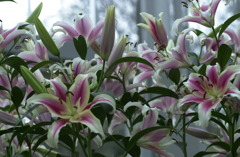 花フェスタ公園９