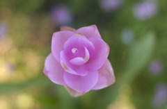 なばなの里　秋２０