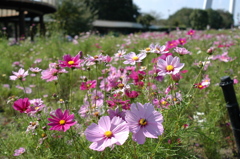 木曽三川公園　１４