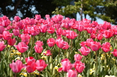 なばなの里　１５