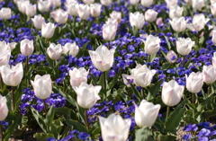 なばなの里　１０