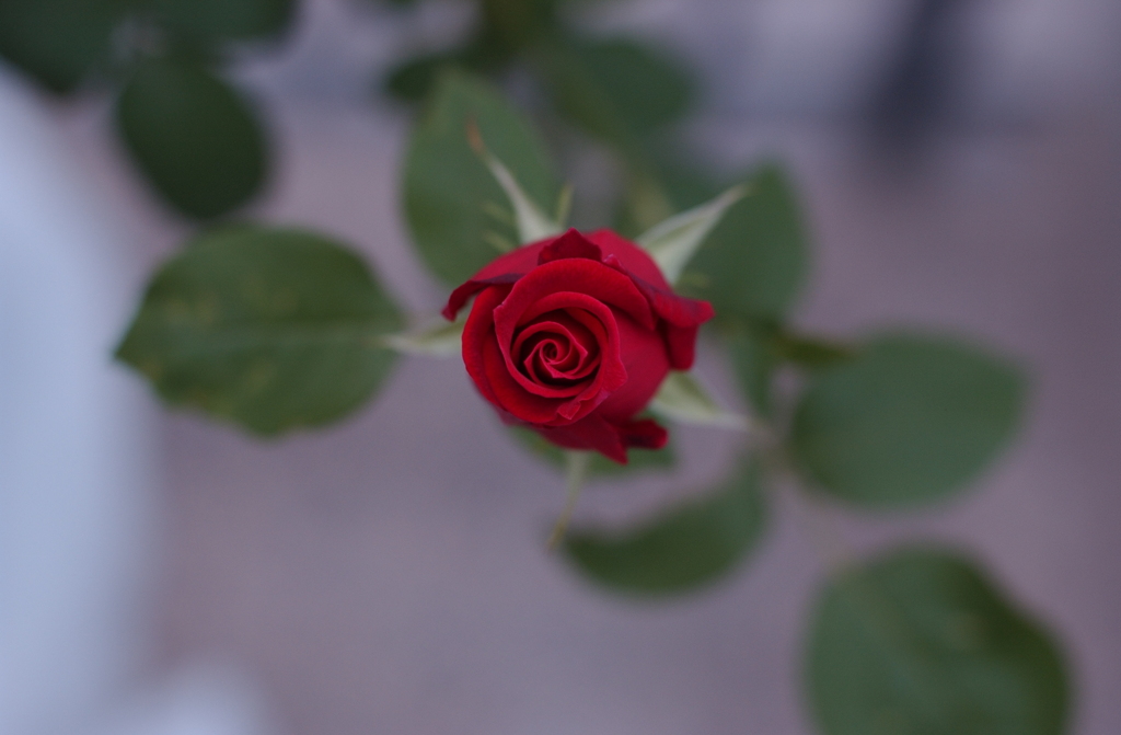 花フェスタ２０１２−３６