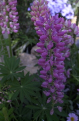 春の花’１３＾ー９
