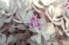 花フェスタ２０１２−３９