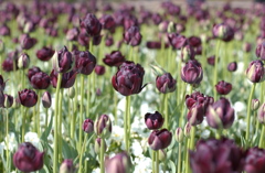 2013チューリップ　３７