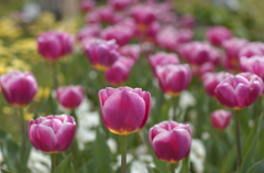 チューリップ　２２