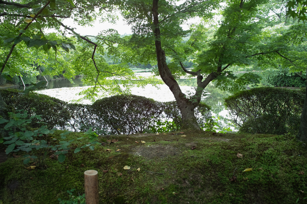 京都１１