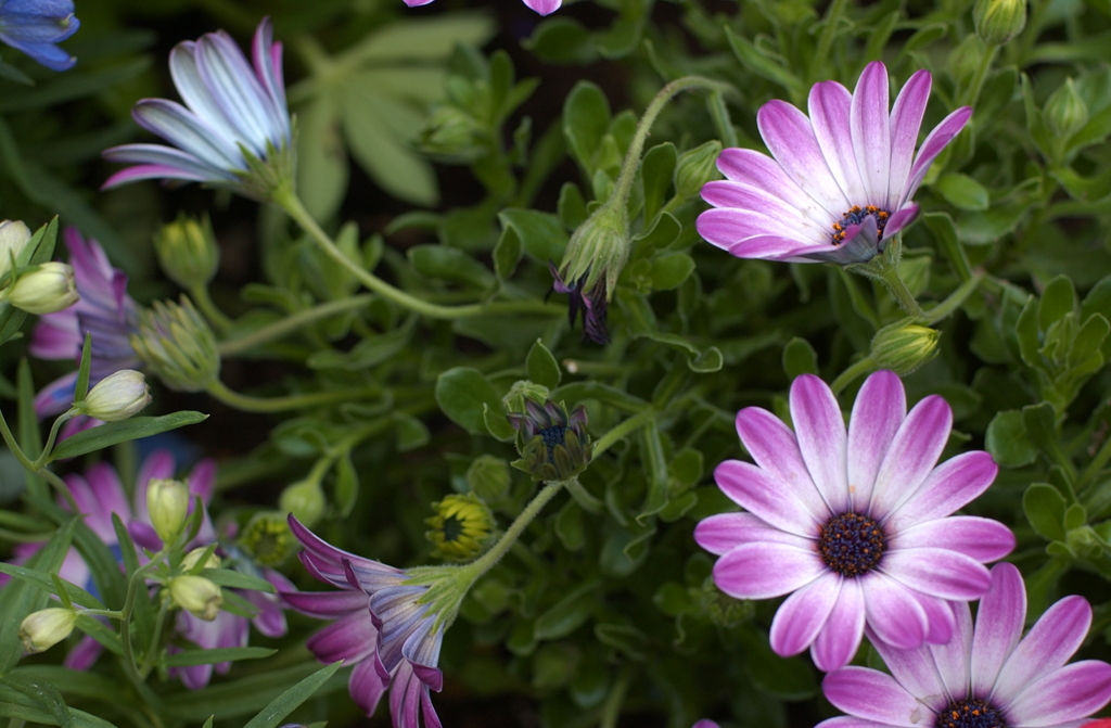 花フェスタ　２０１２−２５