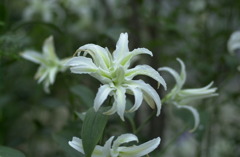 花フェスタ公園１８