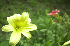 みのかもの森１７