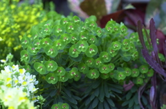 春日井植物園１０