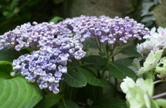 花フェスタ　２４