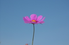 コスモス　１０