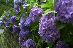 みのかもの森６