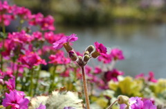 なばなの里　２１