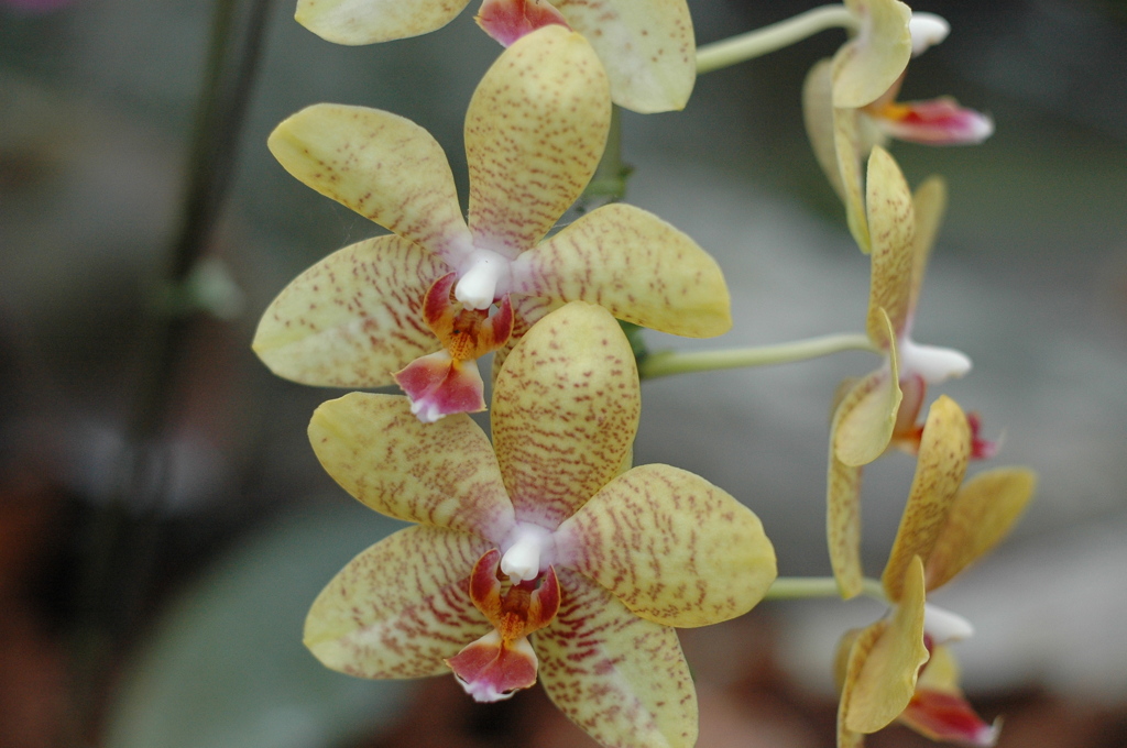 バナナワニ　３０