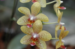 バナナワニ　３０