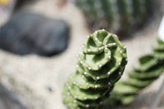 東山植物園１