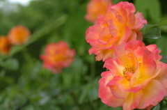 花フェスタ２０１５−２３