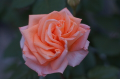 花フェスタ　２０１２−７